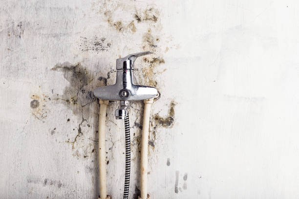 Reliable Harrison, NY Mold Removal Solutions
