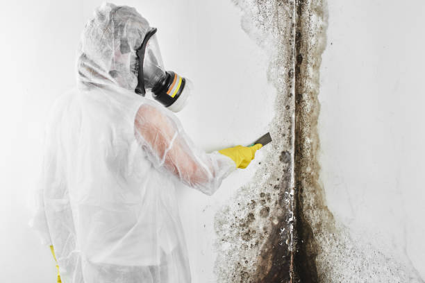 Best Mold Removal Specialists  in Harrison, NY