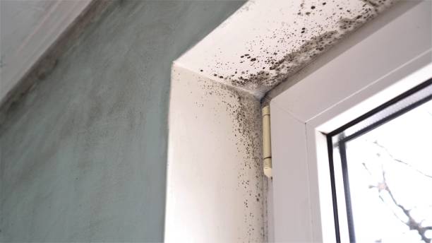Best Crawl Space Mold Removal  in Harrison, NY