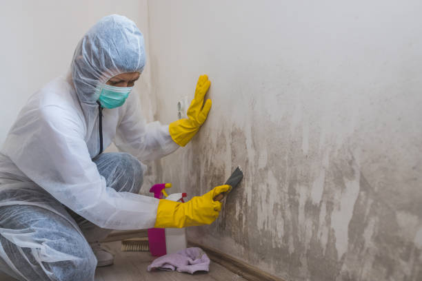 Best Professional Mold Removal  in Harrison, NY