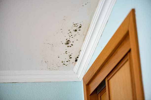Crawl Space Mold Removal in Harrison, NY