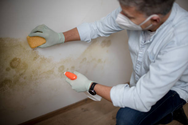 Best Mold Testing  in Harrison, NY