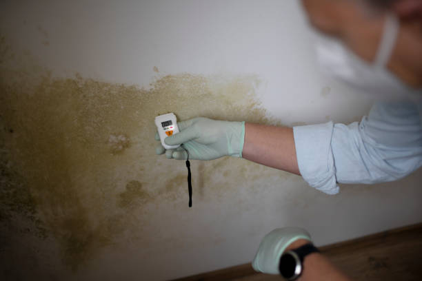 Best Home Mold Removal  in Harrison, NY