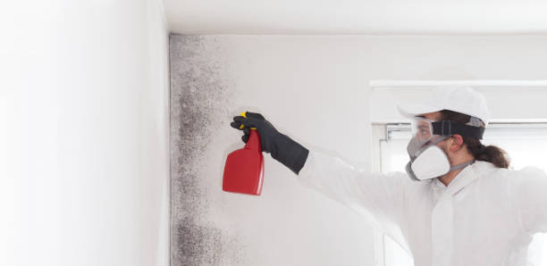 Best Attic Mold Removal  in Harrison, NY