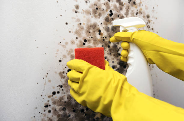 Crawl Space Mold Removal in Harrison, NY