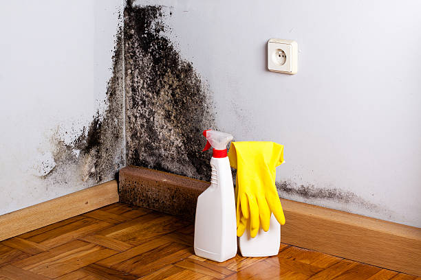 Best Commercial Mold Removal  in Harrison, NY