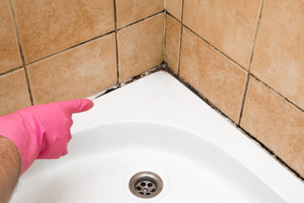 Best Mold Cleaning Services  in Harrison, NY